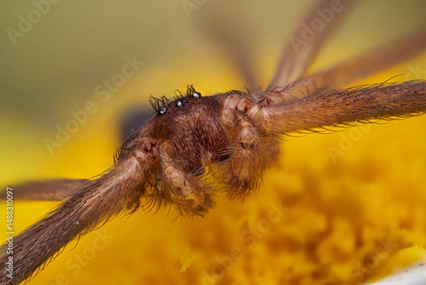 Obraz araña en primer plano en macro extremo 