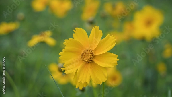 Fototapeta Coreopsis lanceolata flower in the foreground in the garden. Yellow flowers