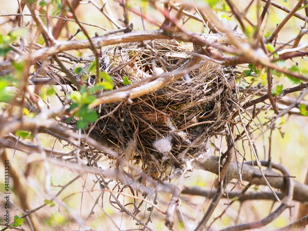 Obraz 枝や綿で造られた野生の鳥の巣