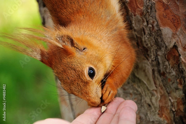 Fototapeta Squirrel Portrait