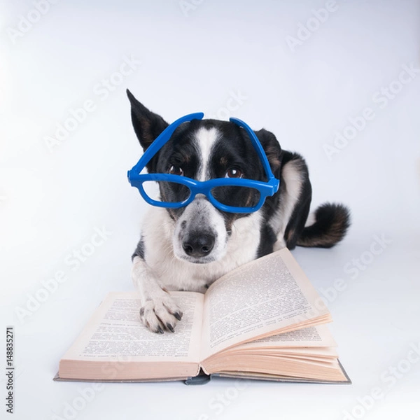 Obraz Mixed breed dog reading a book
