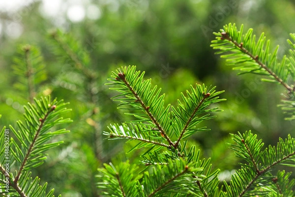 Fototapeta  Emerald needles in the spring light.