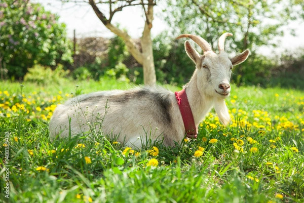 Fototapeta Beautiful white goat. A white goat is resting in a garden with green grass and dandelions. Home pet on the farm.
