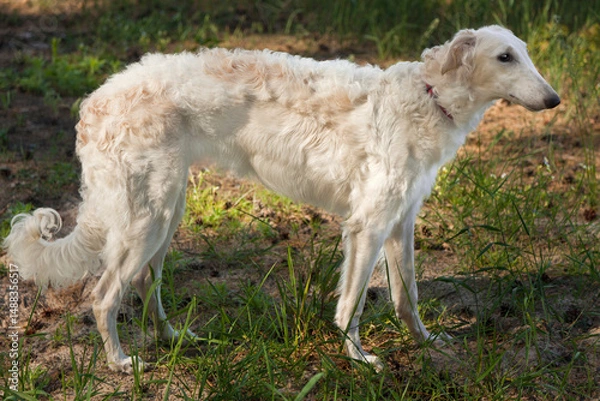 Fototapeta Eight-month-old white Borzoi puppy in sunbeams walking in a pine forest