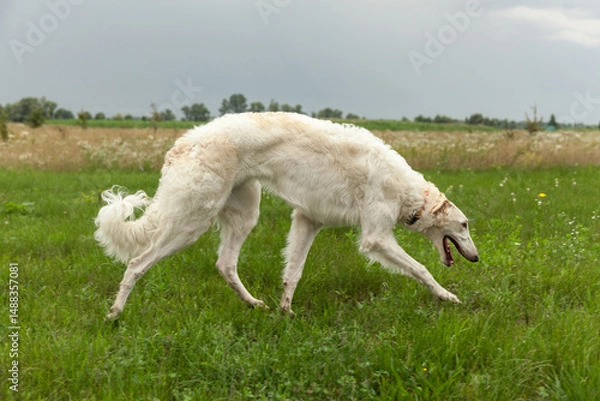 Fototapeta Elegant Borzoi in the grass. Russian Borzoi in its natural habitat