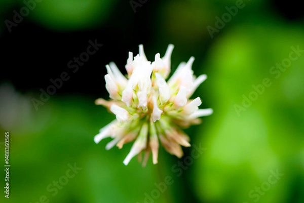 Obraz The lotus leaves and weeds that grow naturally in the fields are the main vegetation in the eastern part of North China