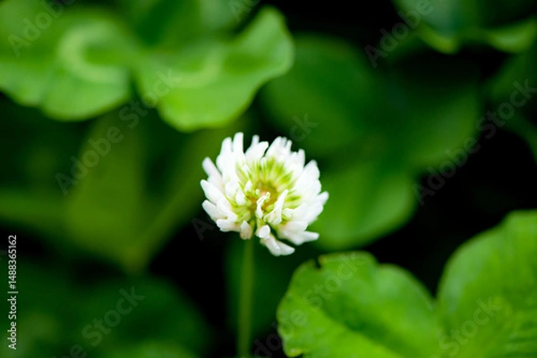 Obraz The lotus leaves and weeds that grow naturally in the fields are the main vegetation in the eastern part of North China