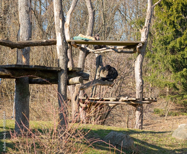 Fototapeta Monkeys are resting in the park