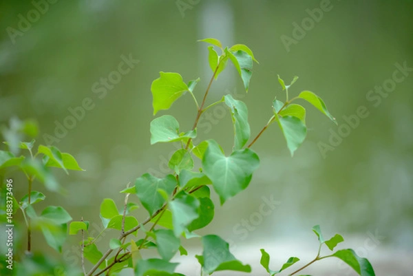 Obraz The lotus leaves and weeds that grow naturally in the fields are the main vegetation in the eastern part of North China