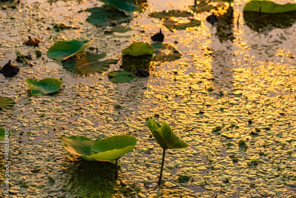 Obraz The lotus leaves and weeds that grow naturally in the fields are the main vegetation in the eastern part of North China