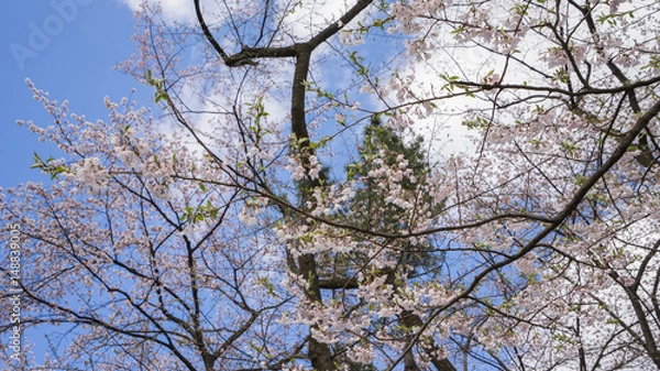 Obraz cherry blossom blue sky