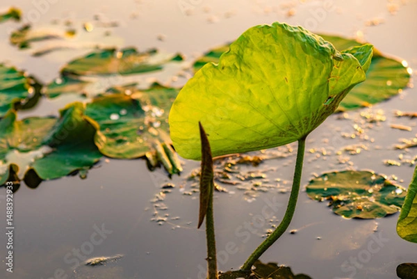 Obraz The lotus leaves and weeds that grow naturally in the fields are the main vegetation in the eastern part of North China