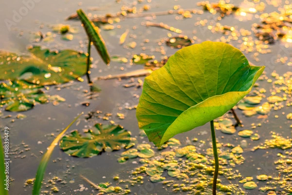 Obraz The lotus leaves and weeds that grow naturally in the fields are the main vegetation in the eastern part of North China