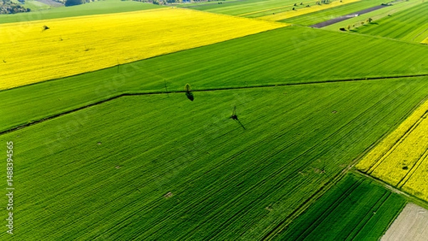 Fototapeta Field of crops with a person walking through it. Aerial view of landscape.