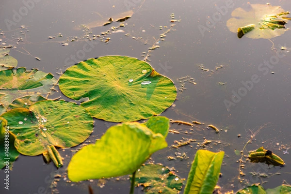 Obraz The lotus leaves and weeds that grow naturally in the fields are the main vegetation in the eastern part of North China