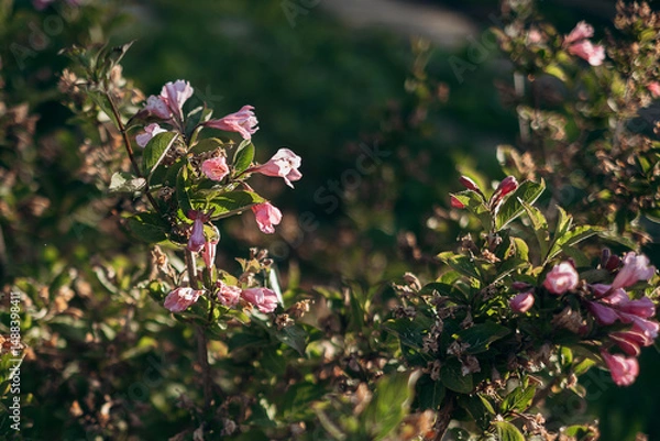 Fototapeta pink flowers in the garden