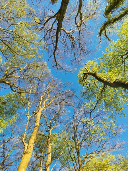 Obraz Deutschland, Wald: Blick nach oben auf hohe Bäume (Fagus sylvatica) mit frischem Frühlingslaub und blauem Himmel. Die Szenerie vermittelt Ruhe und Naturverbundenheit.

