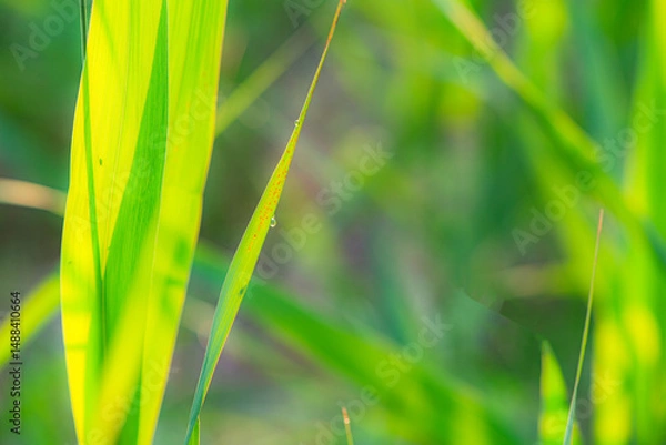 Obraz The lotus leaves and weeds that grow naturally in the fields are the main vegetation in the eastern part of North China