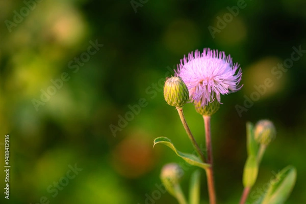 Obraz The lotus leaves and weeds that grow naturally in the fields are the main vegetation in the eastern part of North China