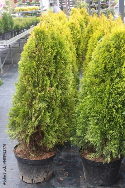 Obraz coniferous seedlings, pine in the garden, close-up of a green pine, nursery 4