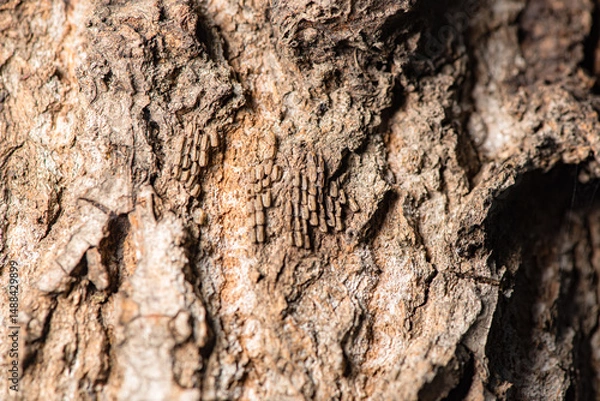 Obraz Tree bark and insect shells on tree bark
