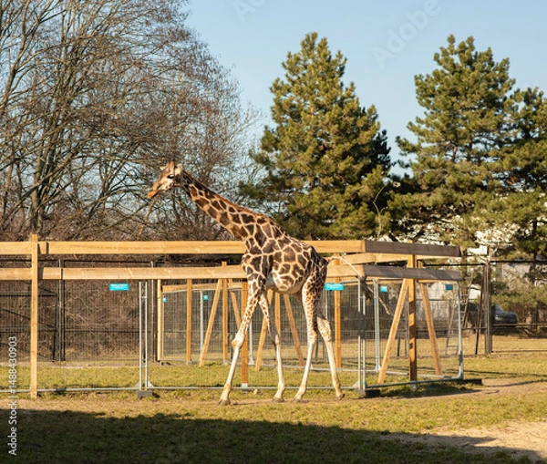 Obraz Beautiful giraffe in the park