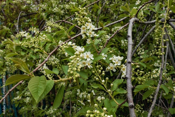 Obraz bird cherry, hackberry, hagberry, or Mayday tree (Prunus padus) in May	