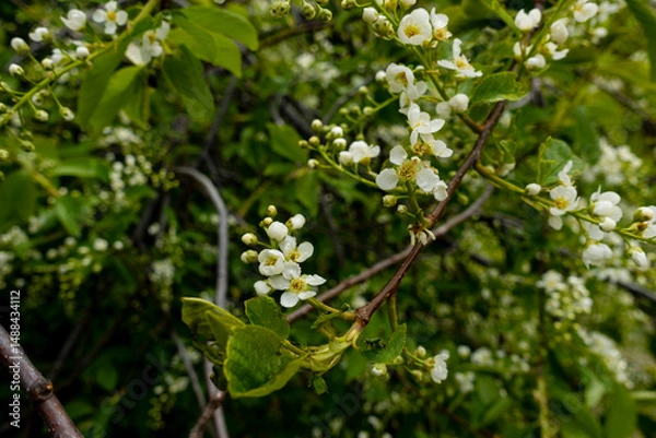Obraz bird cherry, hackberry, hagberry, or Mayday tree (Prunus padus) in May	