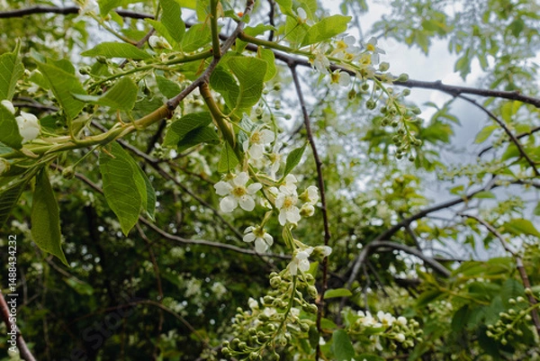 Obraz bird cherry, hackberry, hagberry, or Mayday tree (Prunus padus) in May	