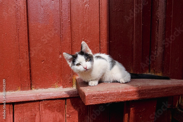 Obraz Cute black and cat kitten enjoying sunlight outdoors