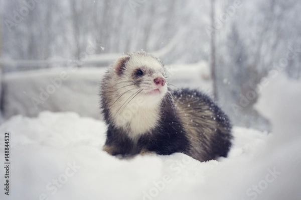Obraz Sable mitt ferret with white bib in snow outdoor in winter