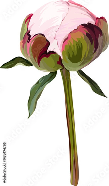 Fototapeta Vector flower pink peony. Realistic peony in bloom. Spring flower. Peony flower. Peony flower bud