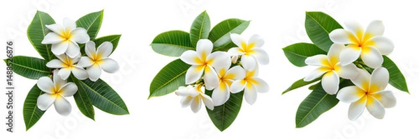 Obraz A set of plumeria flowers with lush green leaves, bright and fresh isolated on a transparent background