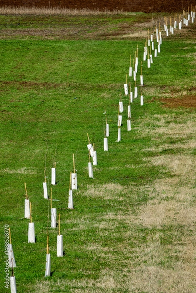 Fototapeta Small saplings, planted in a row