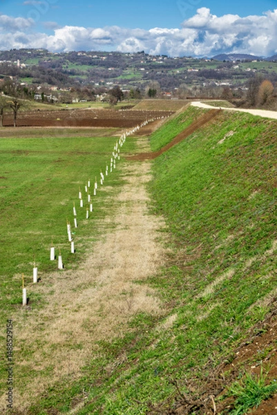 Fototapeta Small saplings, planted in a row