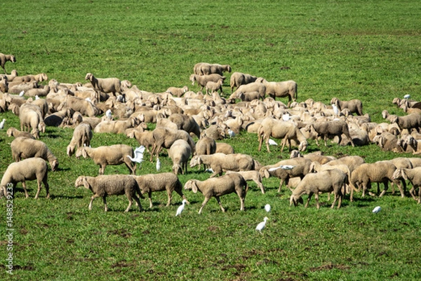 Fototapeta Flock of Sheep Grazing in Green Pasture with Egrets