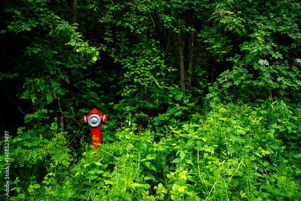 Obraz fire hydrant in the forest