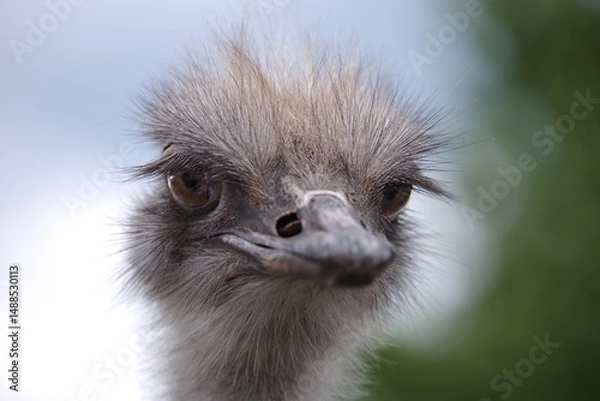 Obraz Head of a young ostrich. Looking into the camera.