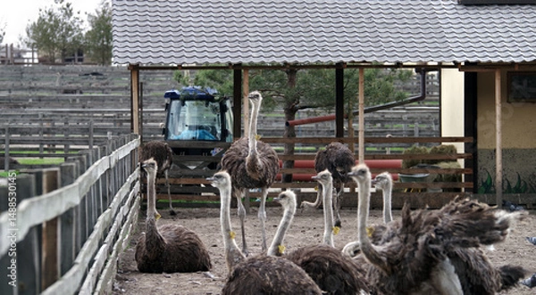 Obraz A flock of young ostriches in a pen. Ostrich farm. Selective focus.