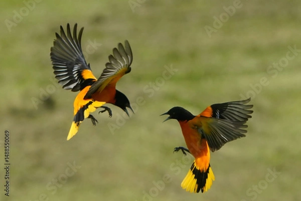 Obraz Baltimore Orioles fighting and flying in summer day against lawn