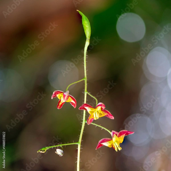 Fototapeta Close-Up of Epimedium Alpinum Blooming in the Shade with Red and Yellow Petals on a Hairy Stem, Captured in a Woodland Setting.