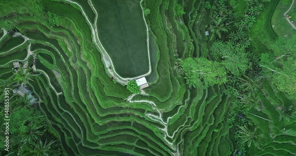 Fototapeta Aerial view of the beautiful Tegalalang rice paddies forming mesmerizing patterns with their green terraces, trees and paths, a testament to traditional Balinese agriculture in Ubud, Indonesia