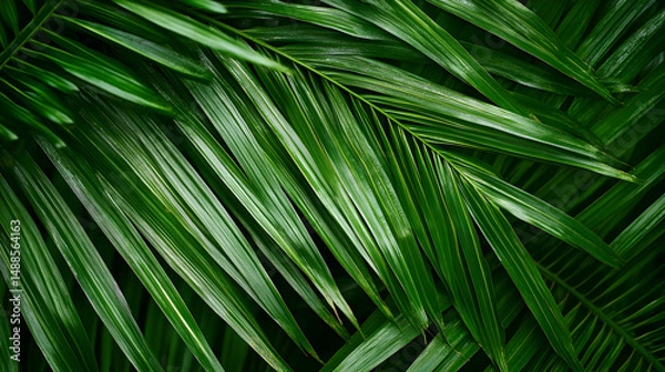 Fototapeta Lush Green Palm Leaves Overlapping in Nature's Tropical Paradise