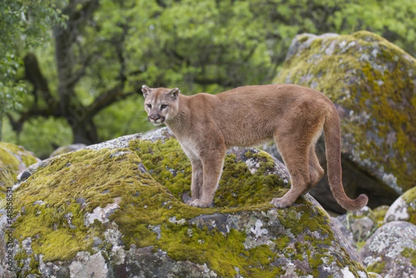 Obraz Mountain Lion