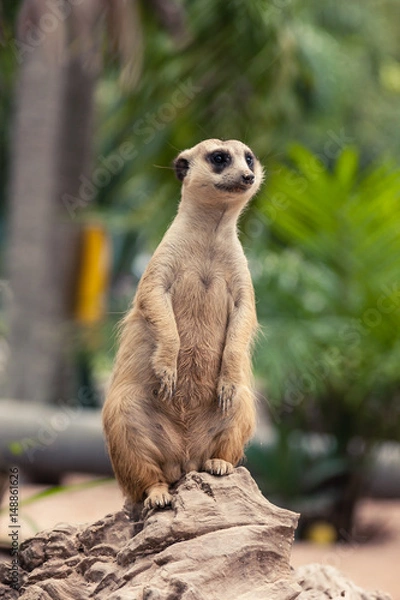 Fototapeta Meerkat standing on the rock and looking around.