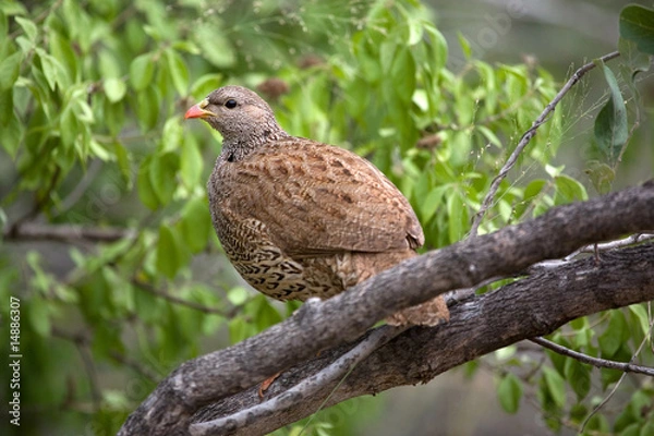 Obraz Natalfrankolin