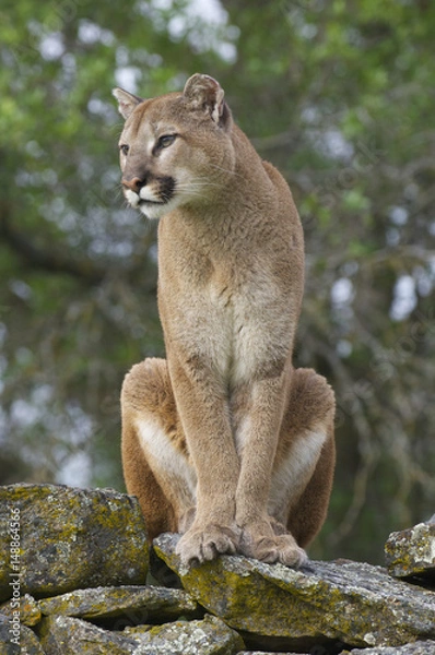 Obraz Mountain Lion
