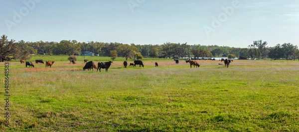 Obraz Panorama of a pasture with cattle on a bright spring day in central Florida
