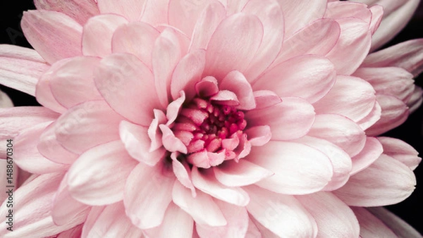 Obraz Delicate pink flower with layered petals and intricate center details