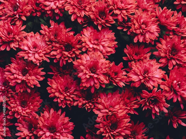 Fototapeta Vibrant red flowers creating a lush garden scene full of life and color
